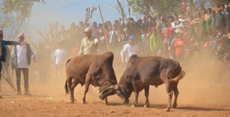 bull-fight